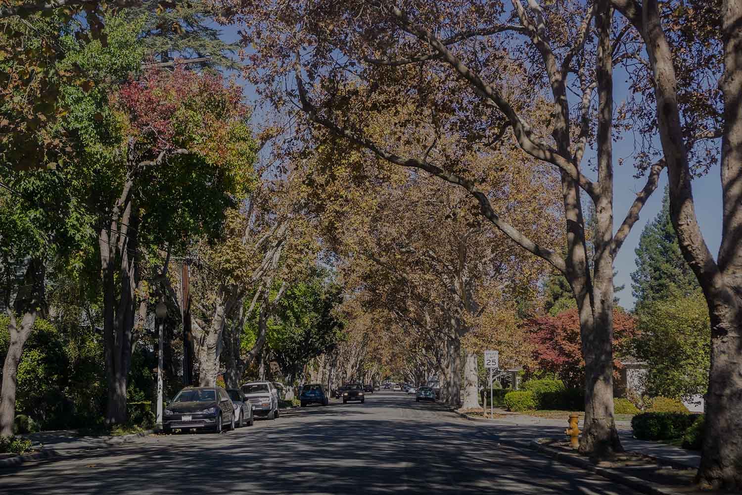 downtown palo alto - tree lined street
